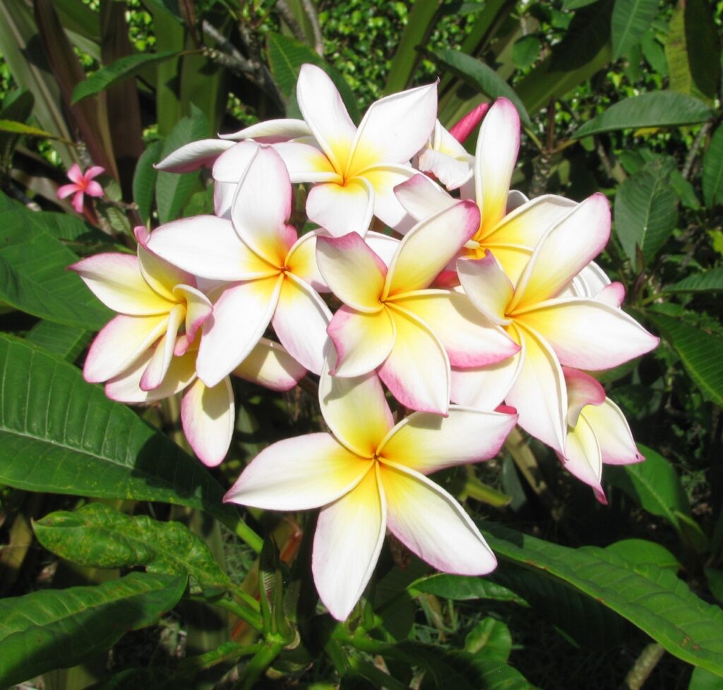 Sugar Plum Fairy plumeria photo
