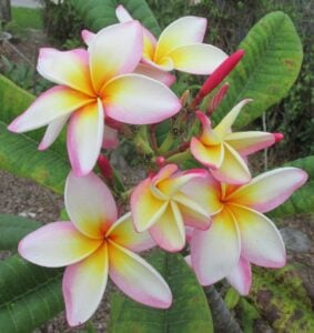Sugar Plum Fairy plumeria