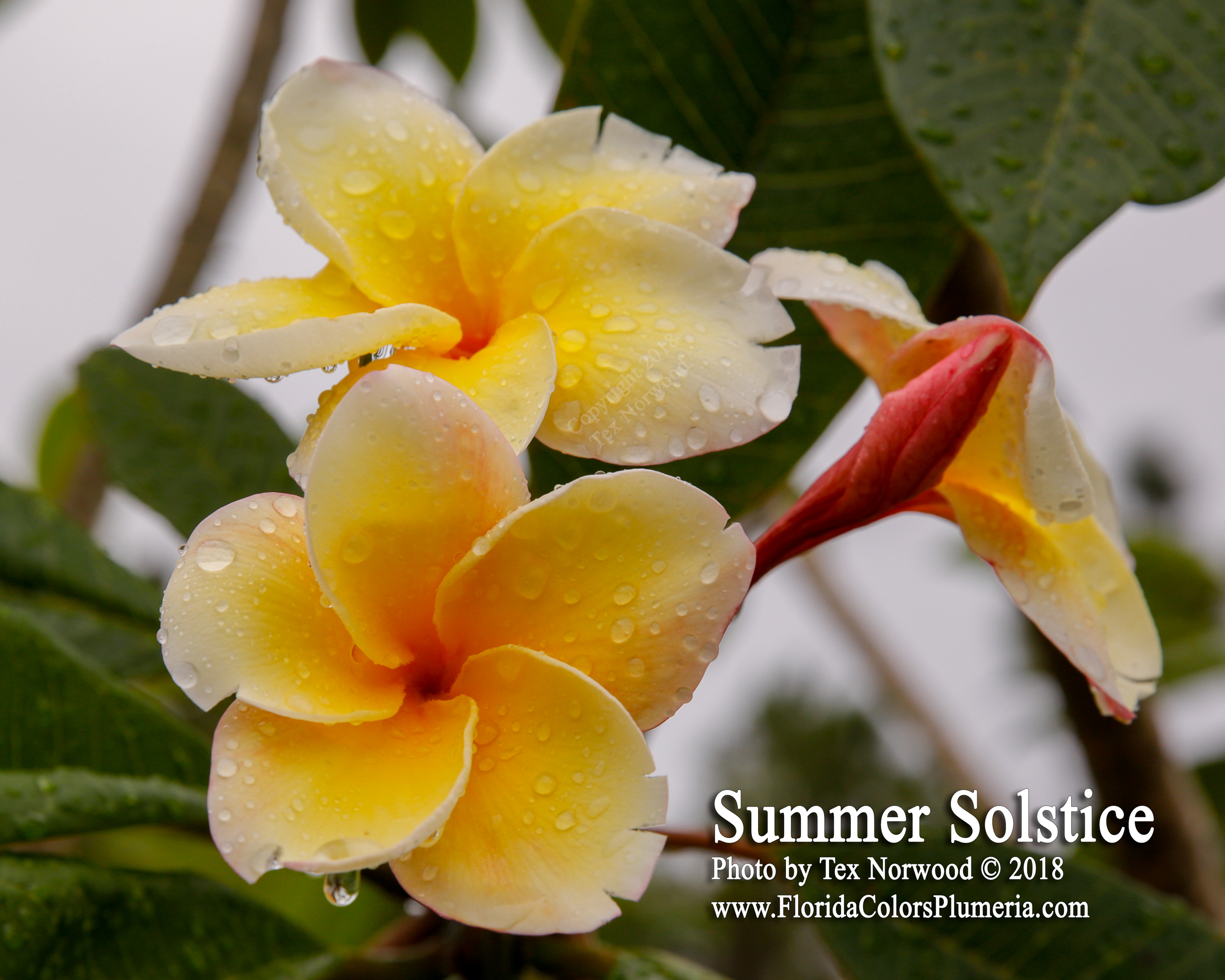 Summer Solstice plumeria photo