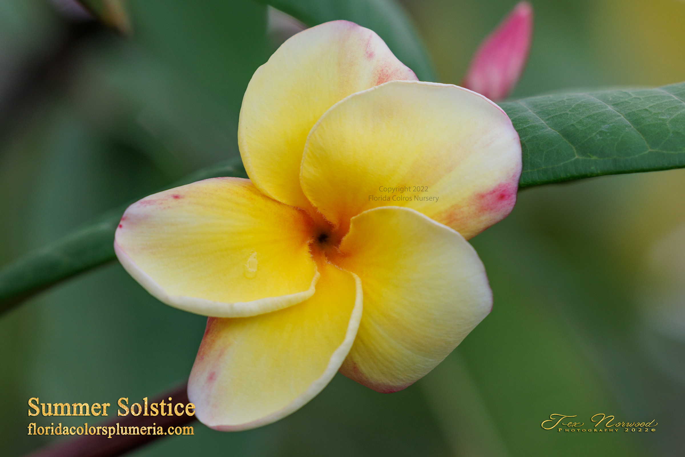 Summer Solstice plumeria photo