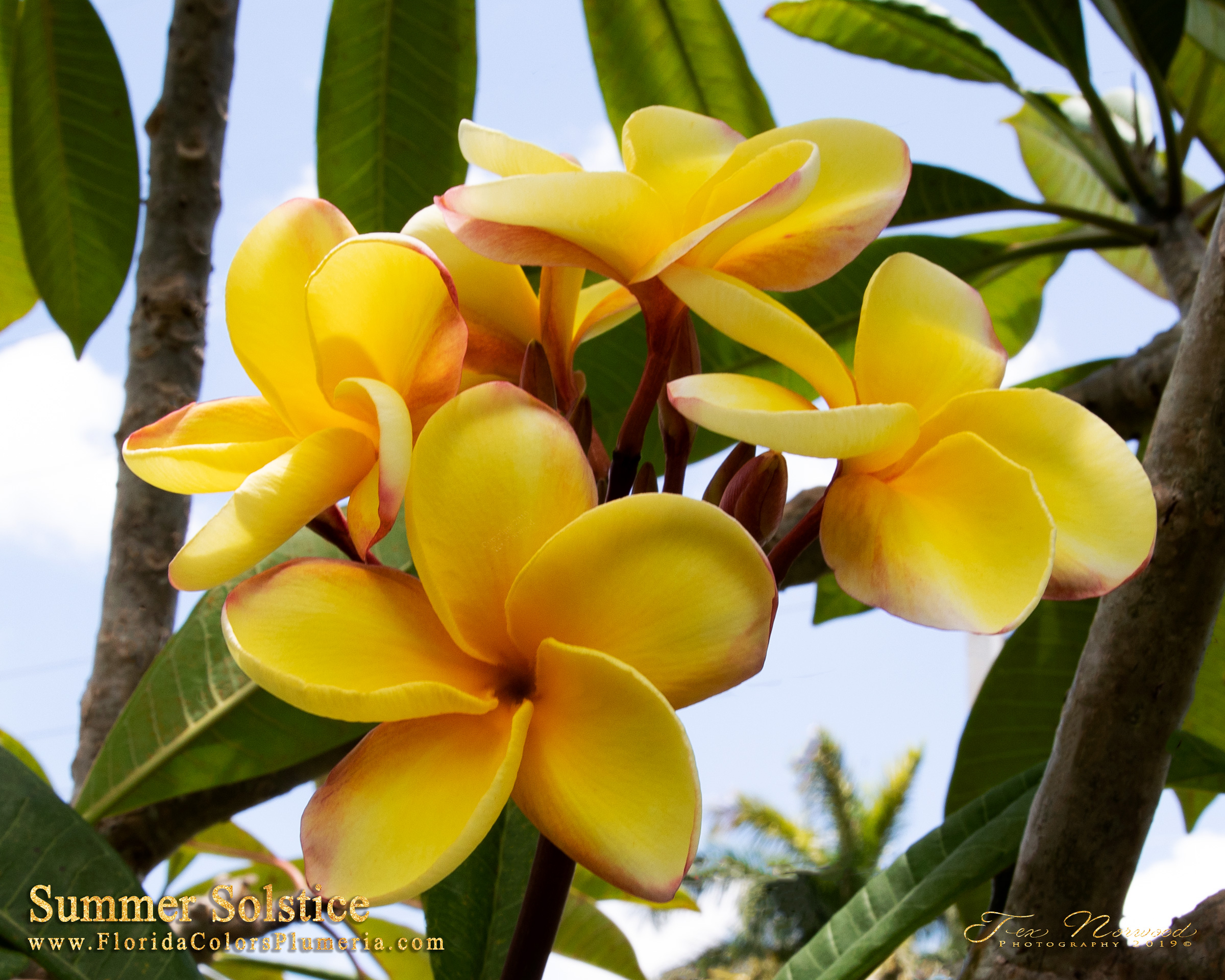 Summer Solstice plumeria photo