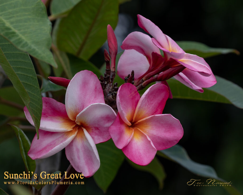 Great Love plumeria photo