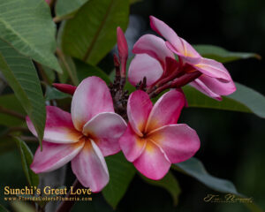 Great Love plumeria photo