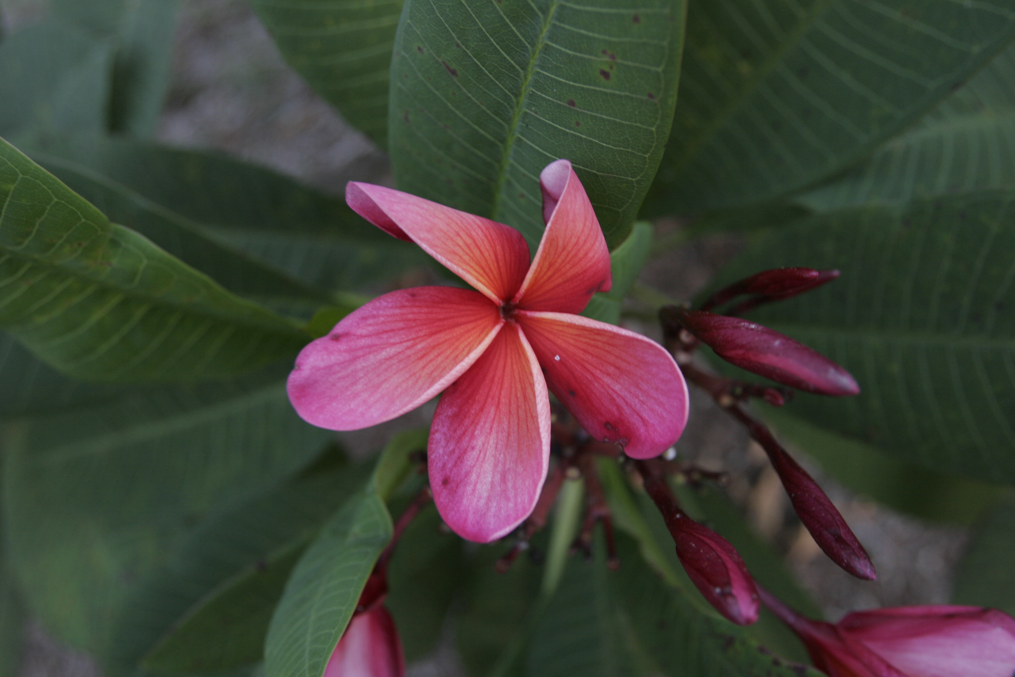 Sundance plumeria photo