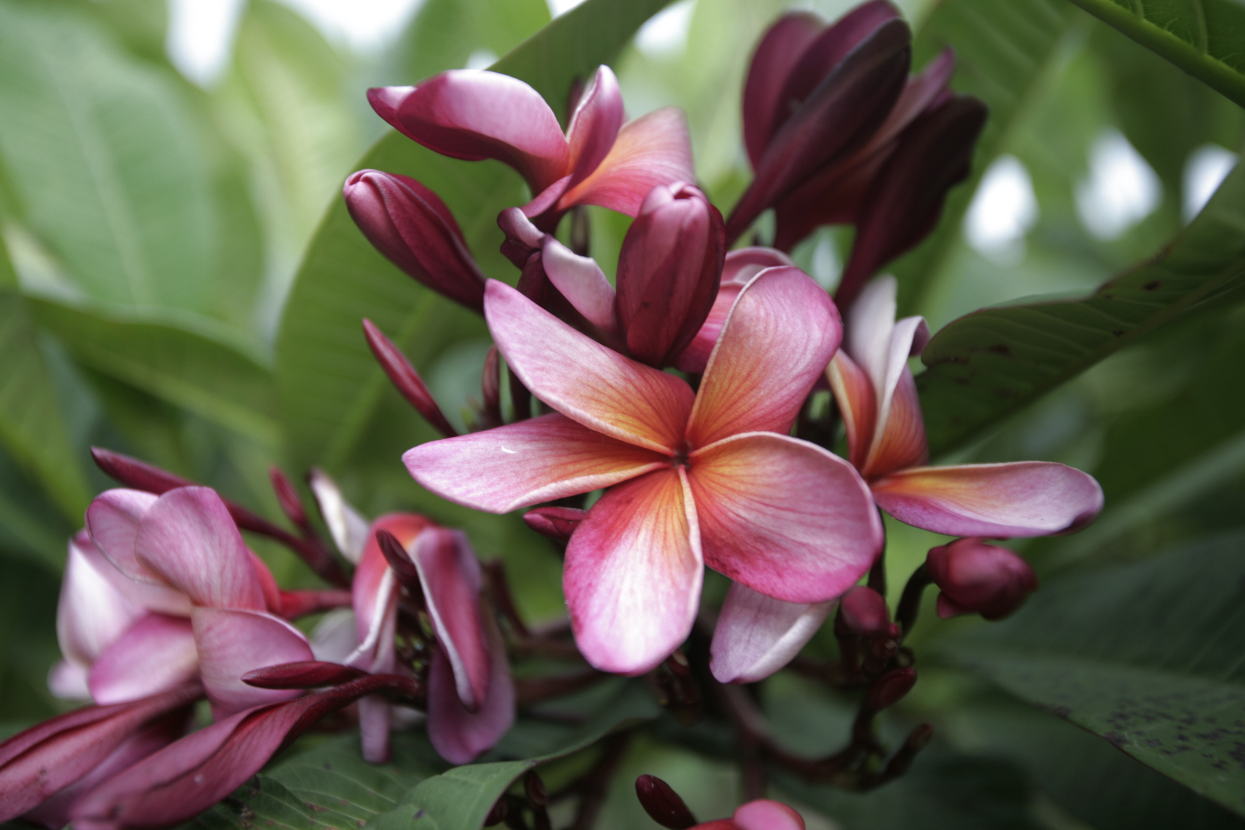 Sundance plumeria photo