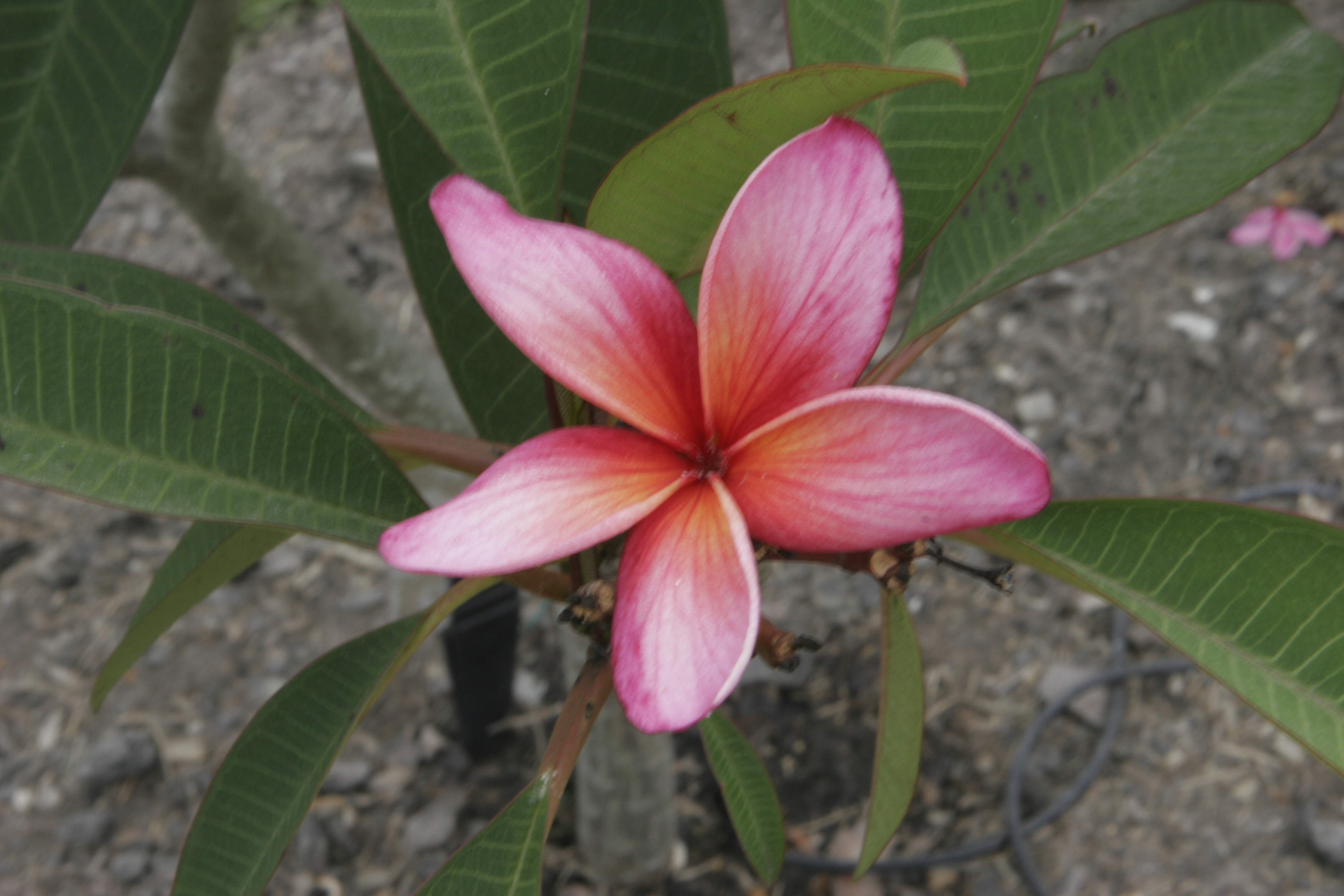 Sundance plumeria photo