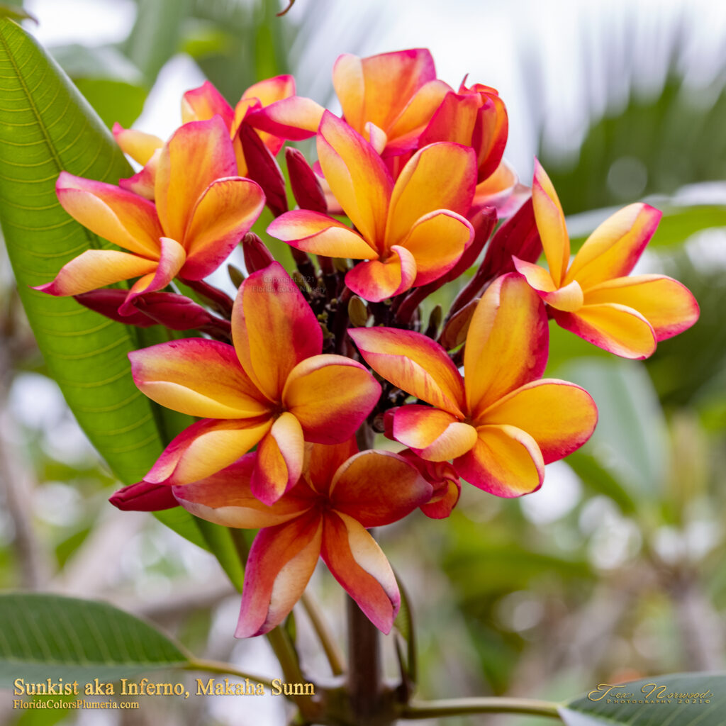 Makaha Sunn plumeria photo
