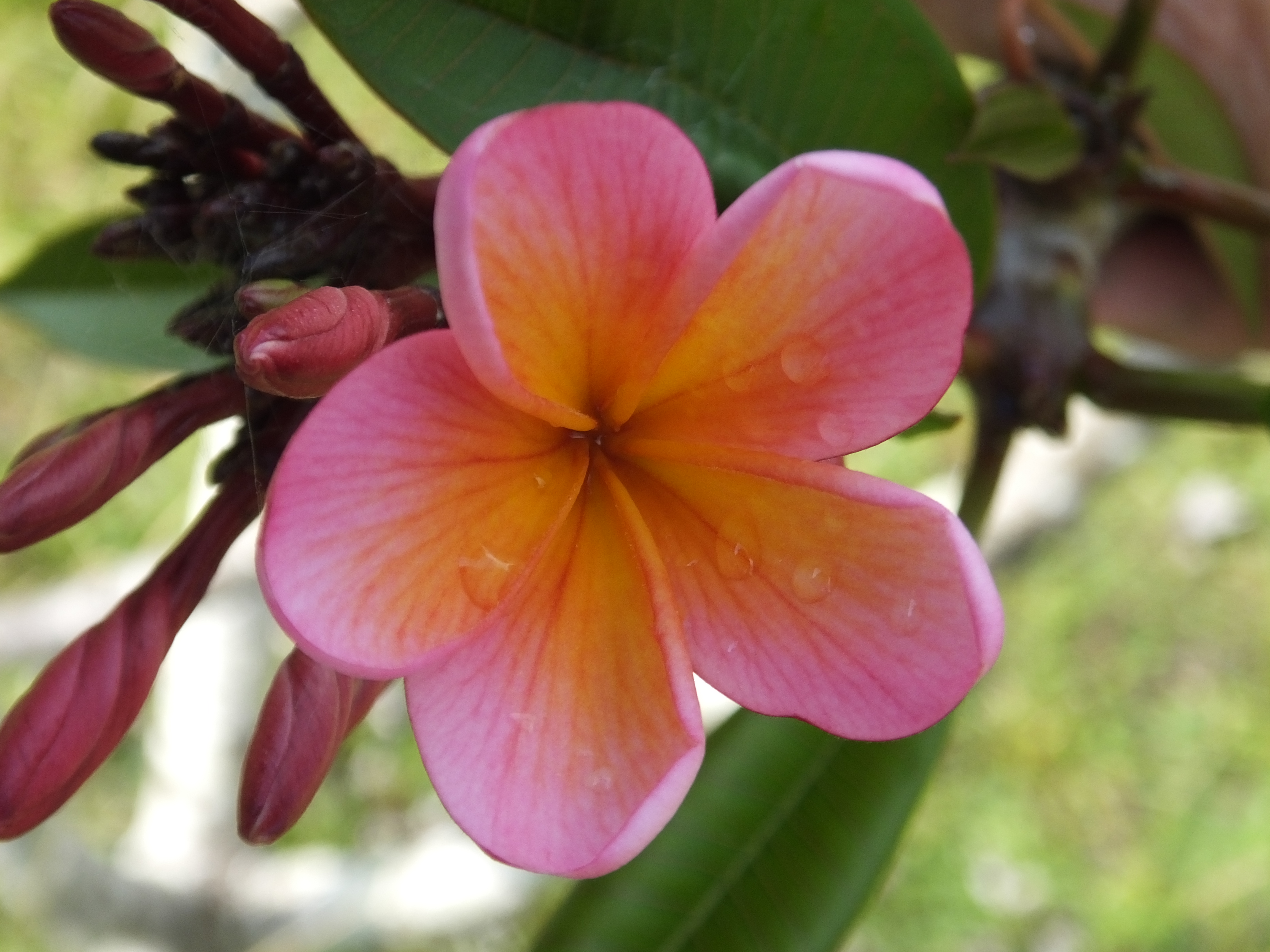 Sunset Pink plumeria photo