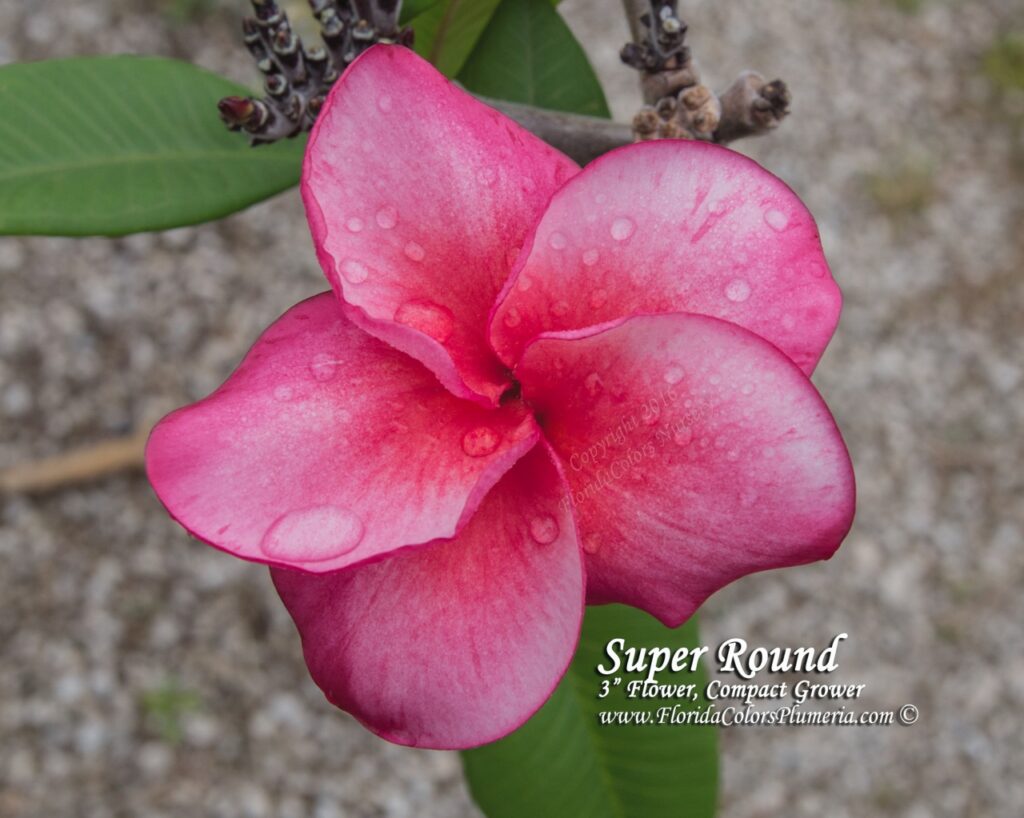 Super Round plumeria photo