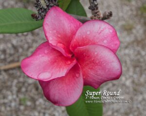 Super Round - J115 plumeria photo