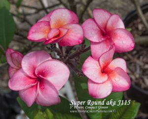 Super Round - J115 plumeria photo
