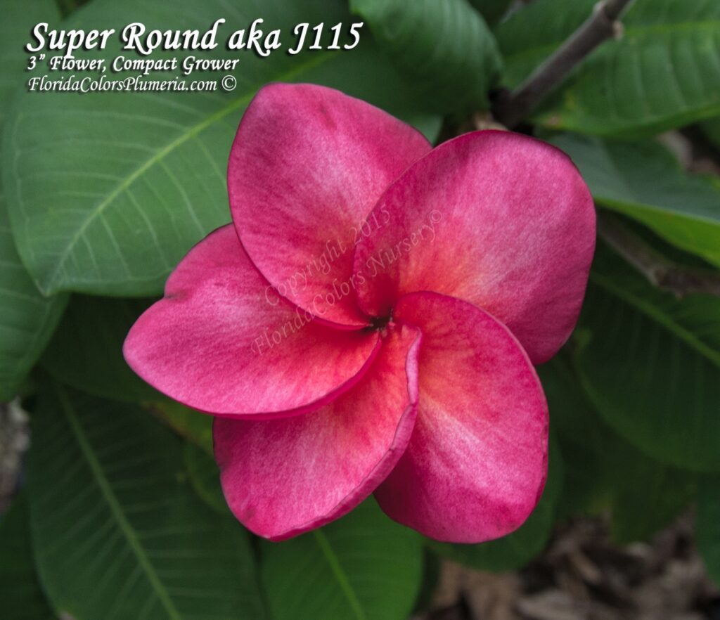 Super Round plumeria photo