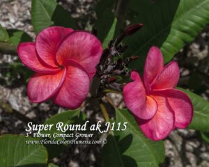 Super Round - J115 plumeria photo