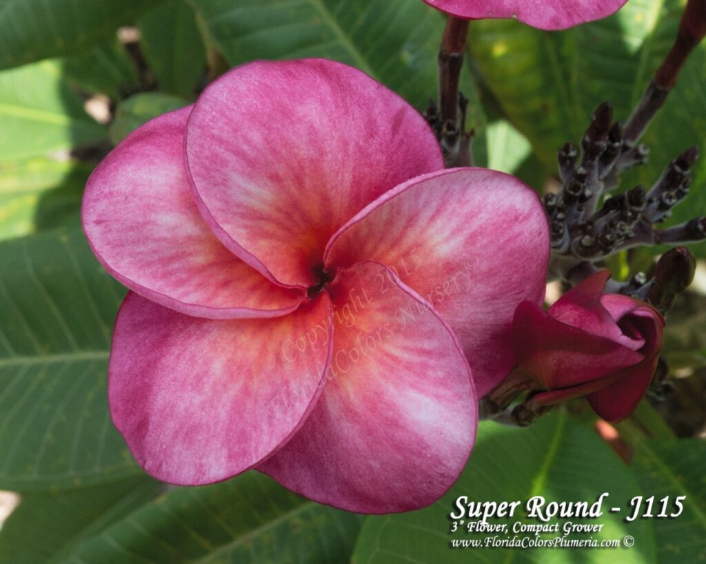 Super Round plumeria photo