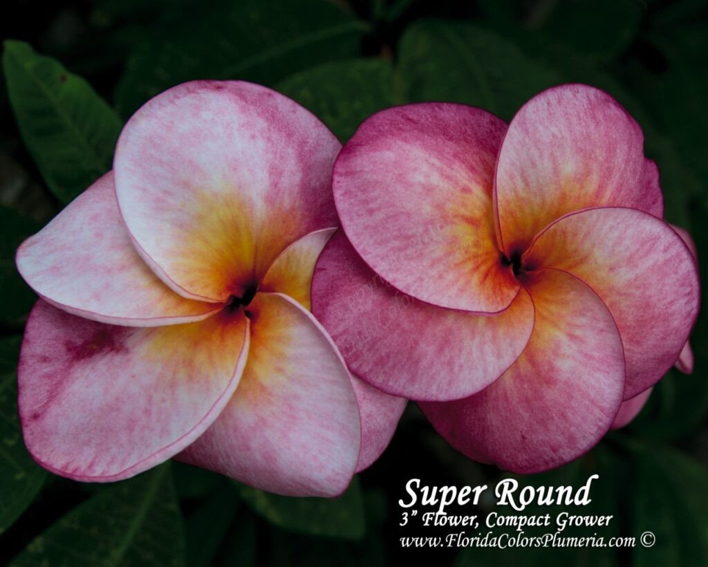 Super Round plumeria photo