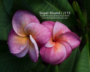 Super Round - J115 plumeria photo