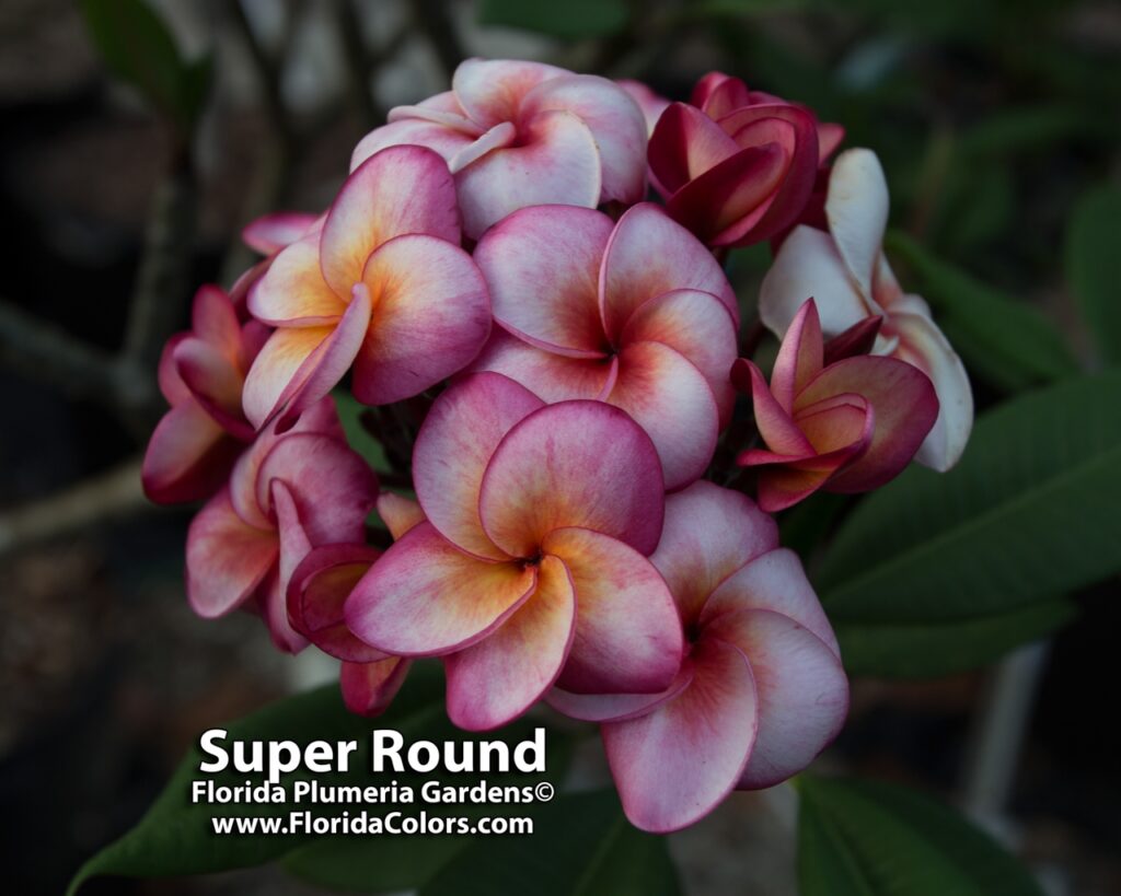 Super Round plumeria photo
