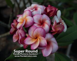 Super Round - J115 plumeria photo