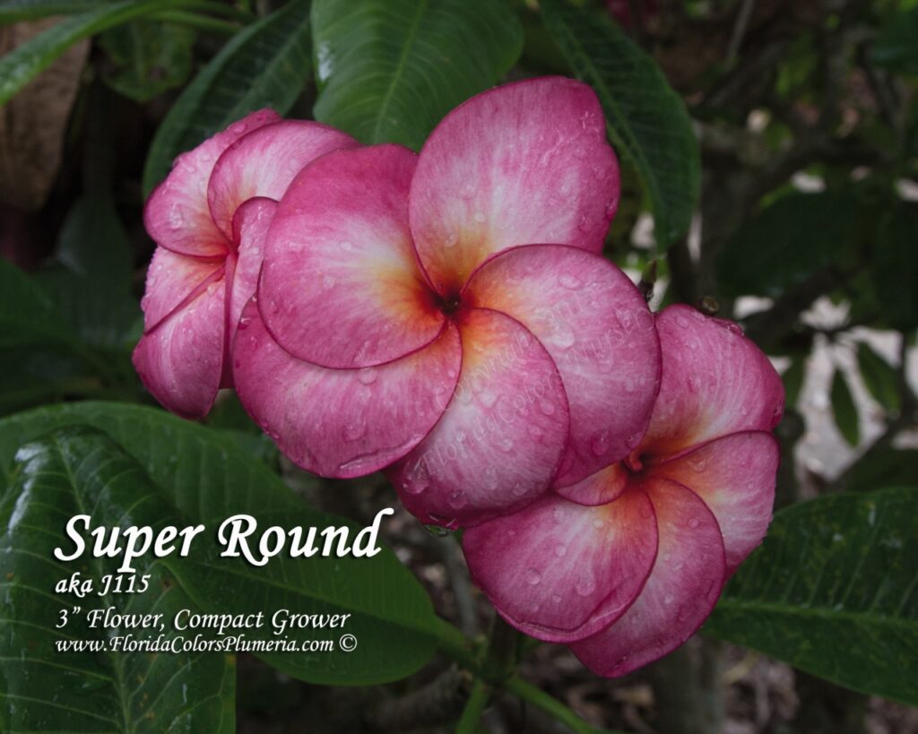 Super Round plumeria photo