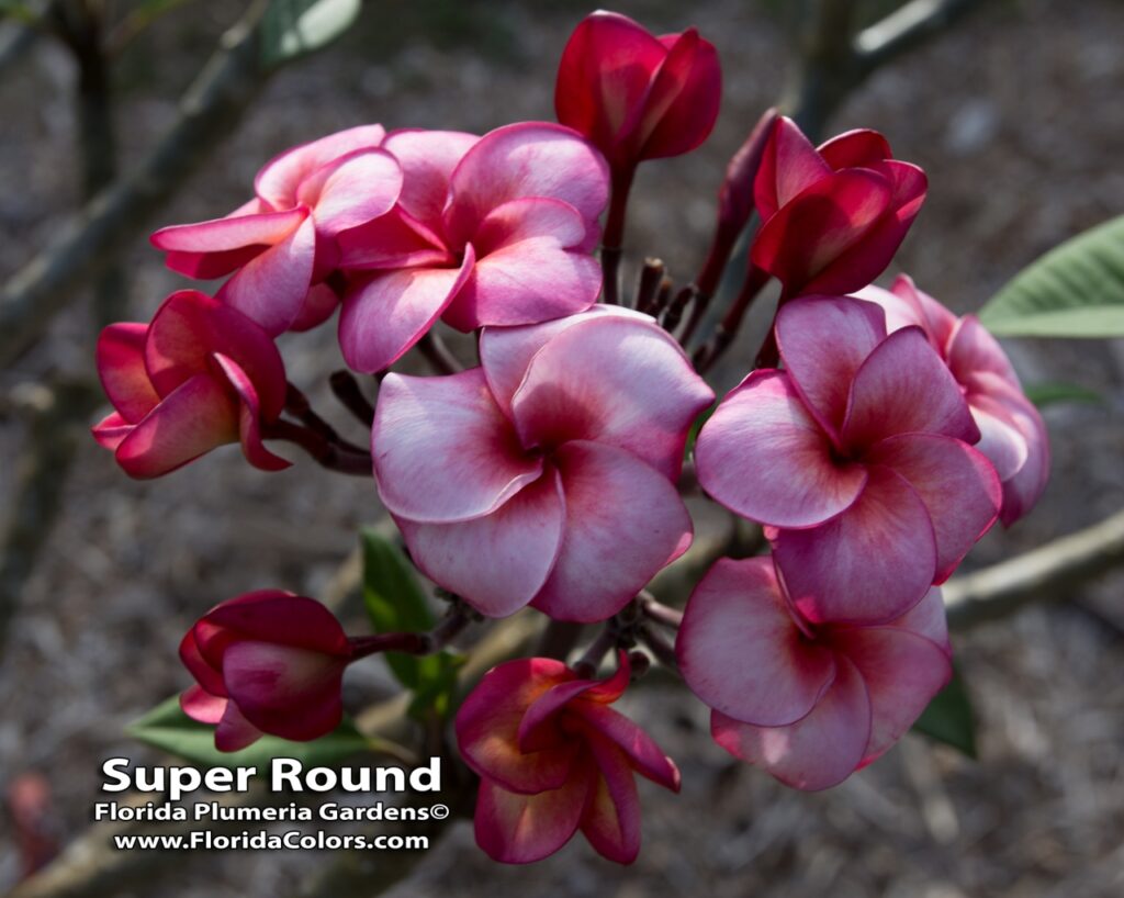 Super Round plumeria photo