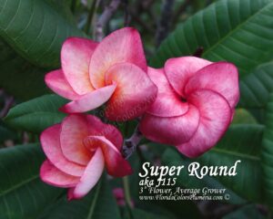 Super Round - J115 plumeria photo