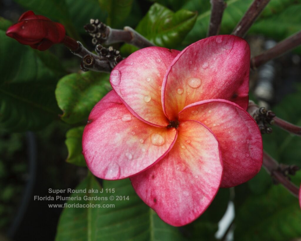 Super Round plumeria photo