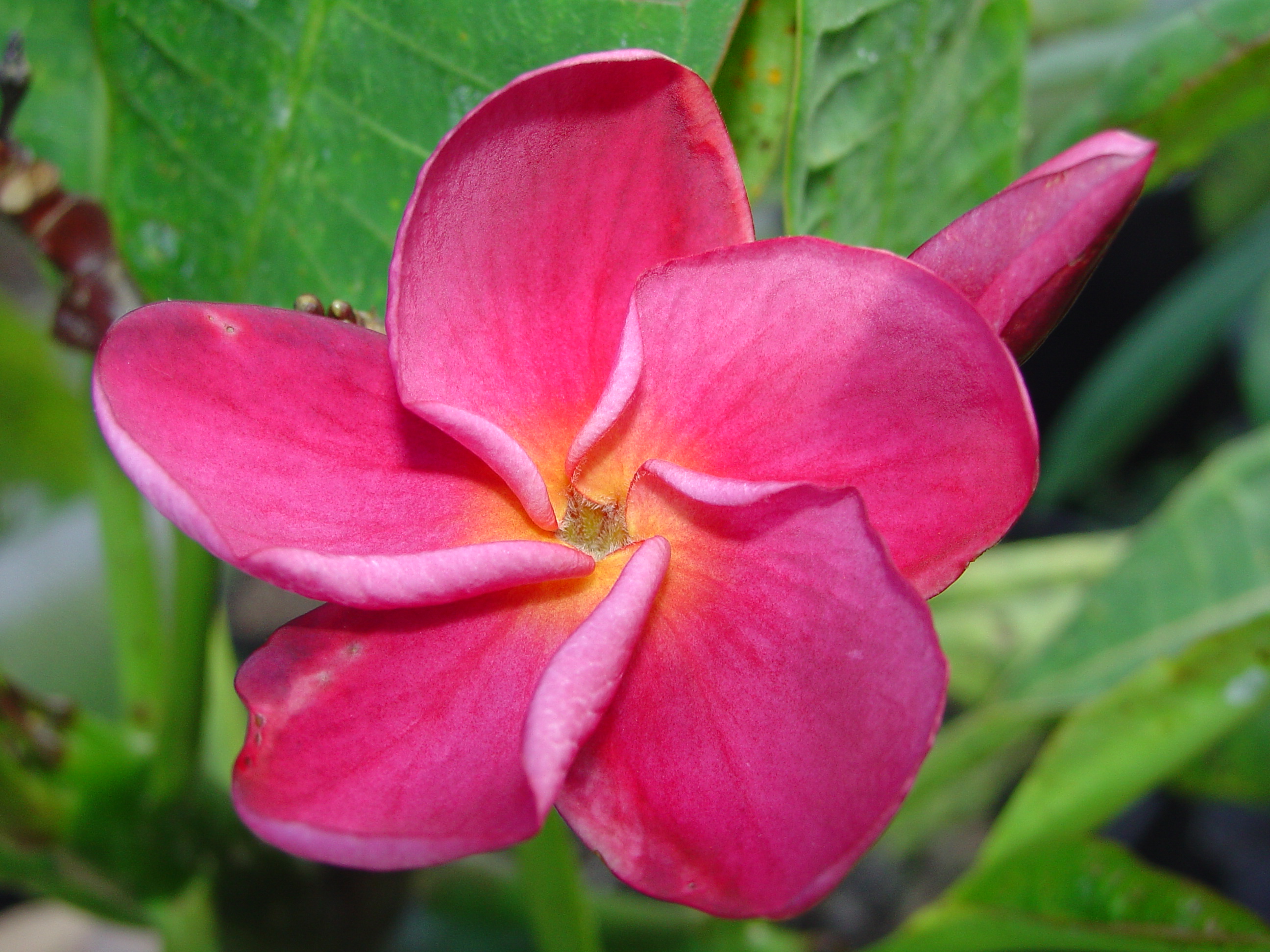 Superstar Violet plumeria photo