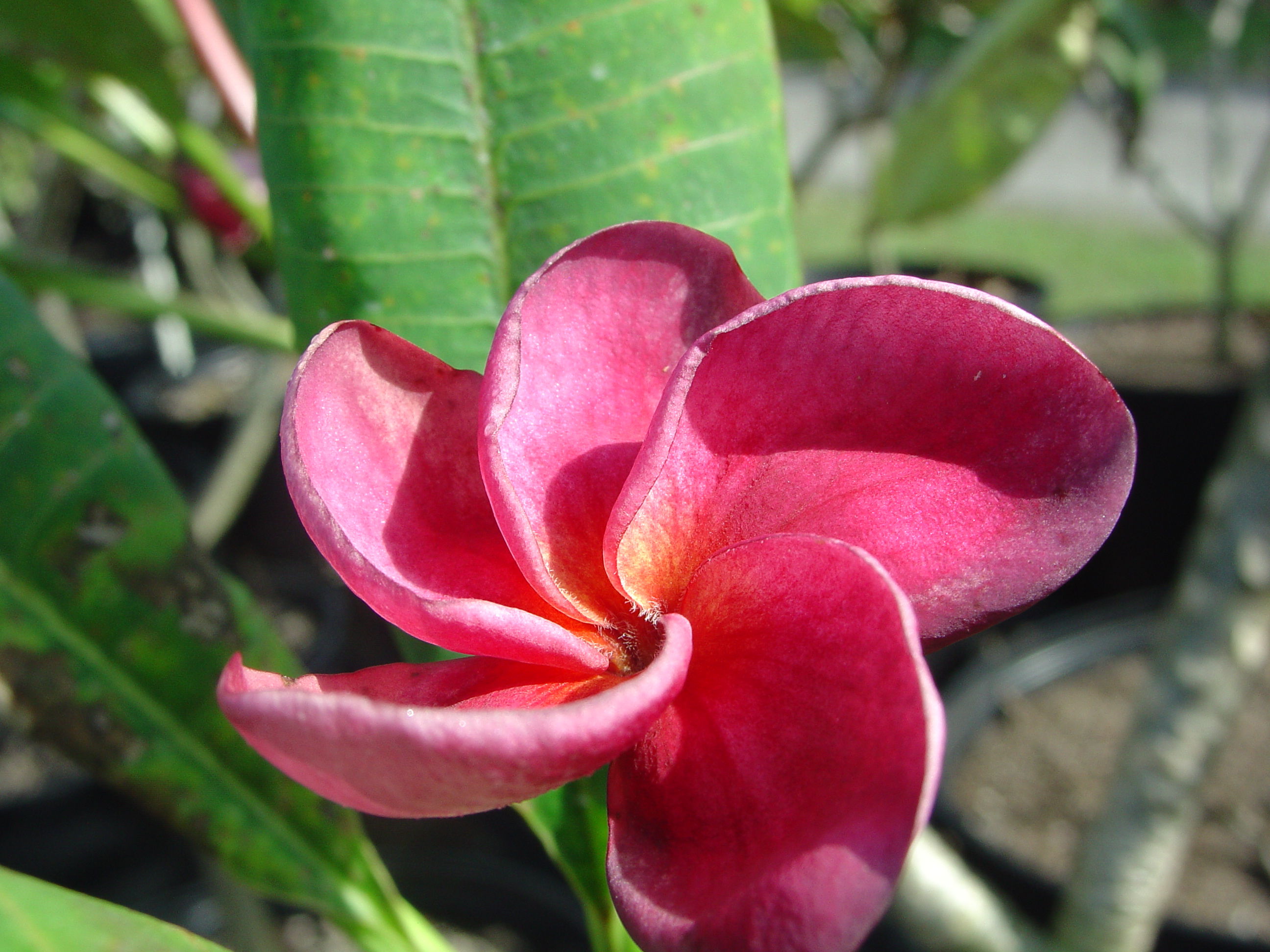 Superstar Violet plumeria photo