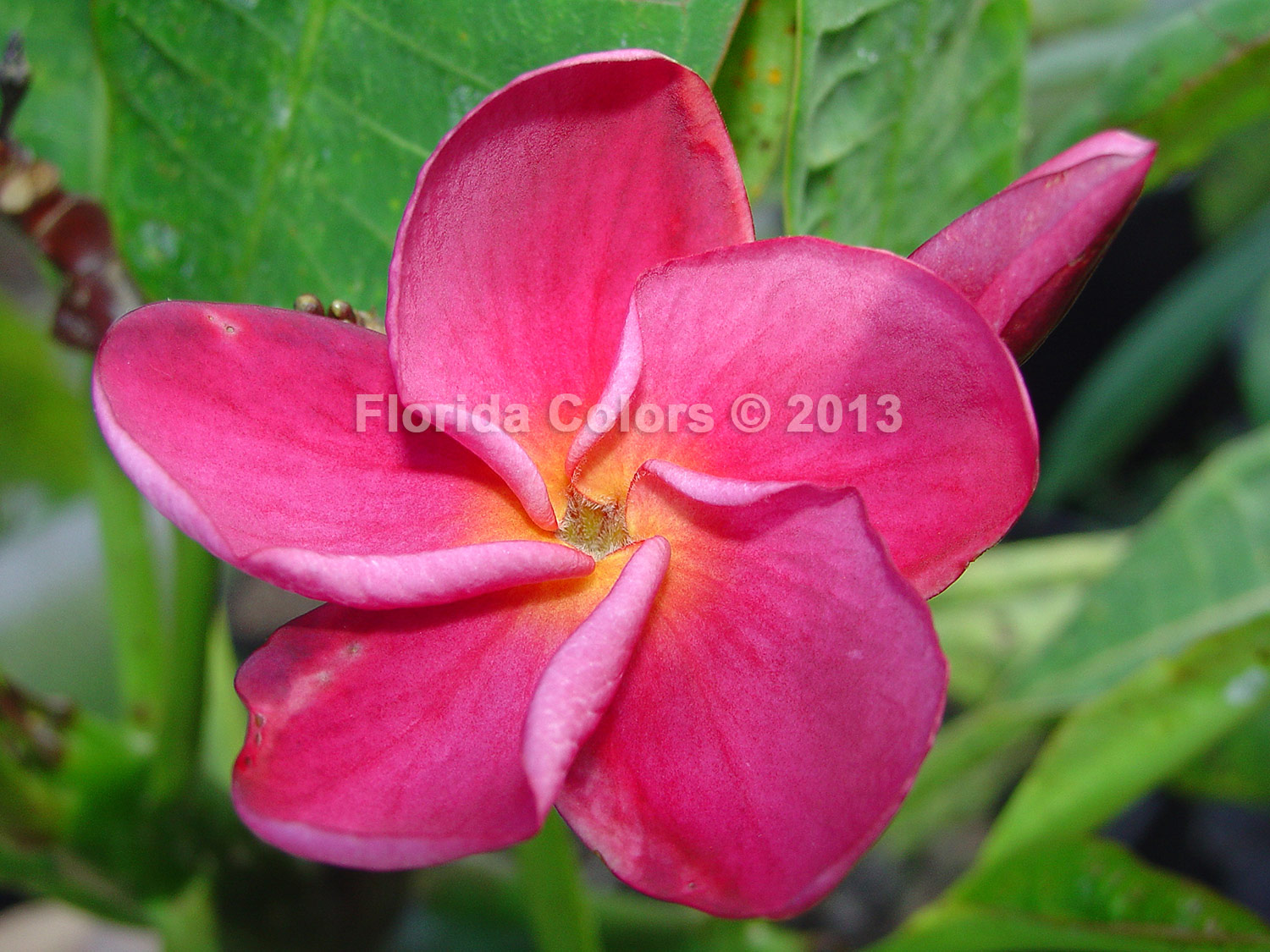 Superstar Violet plumeria photo
