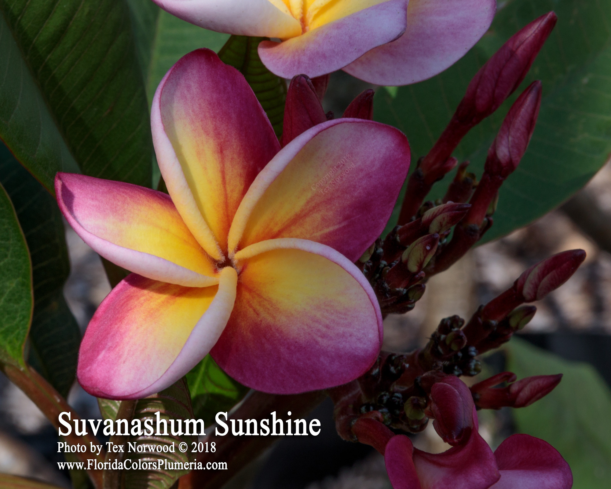 Suvarnabhum Sunshine plumeria photo