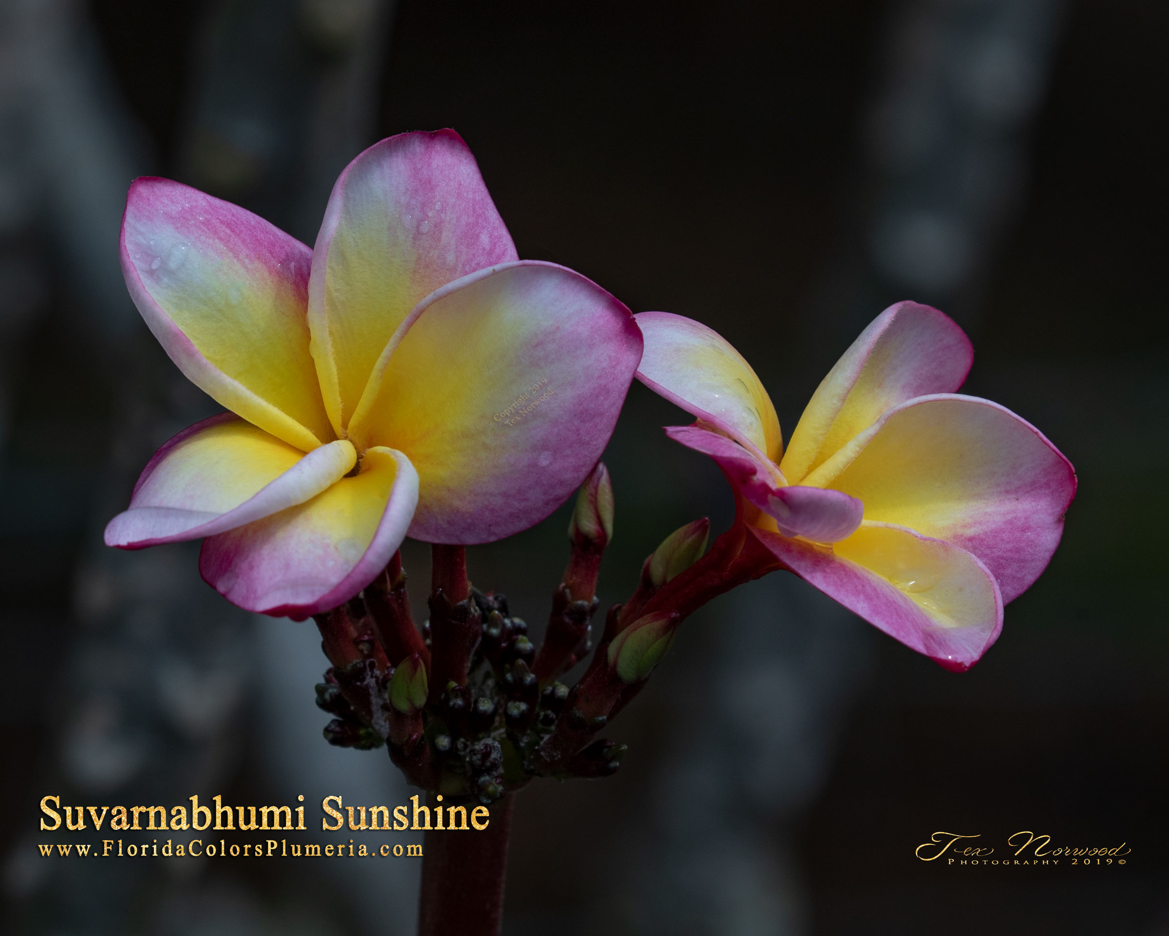 Suvarnabhum Sunshine plumeria photo