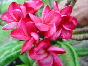 Suzanne Saint Amour plumeria photo
