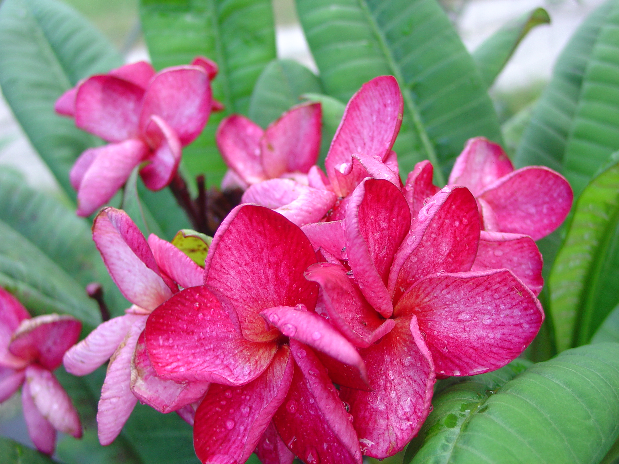 Suzanne St Amour plumeria photo