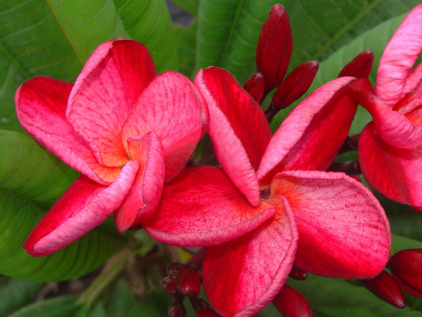 Suzanne St Amour plumeria photo by Tex Norwood