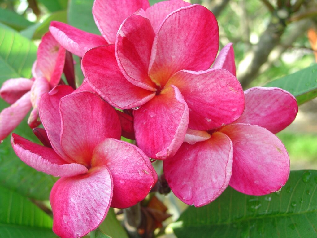 Suzanne Saint Amour plumeria photo