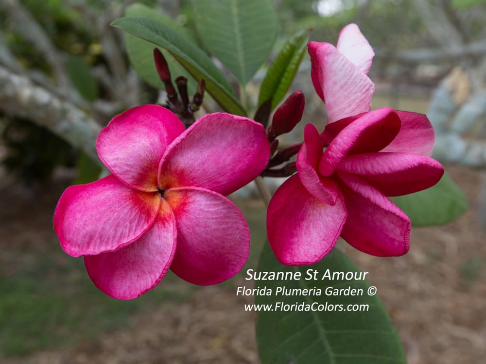 Suzanne St Amour plumeria photo by Tex Norwood