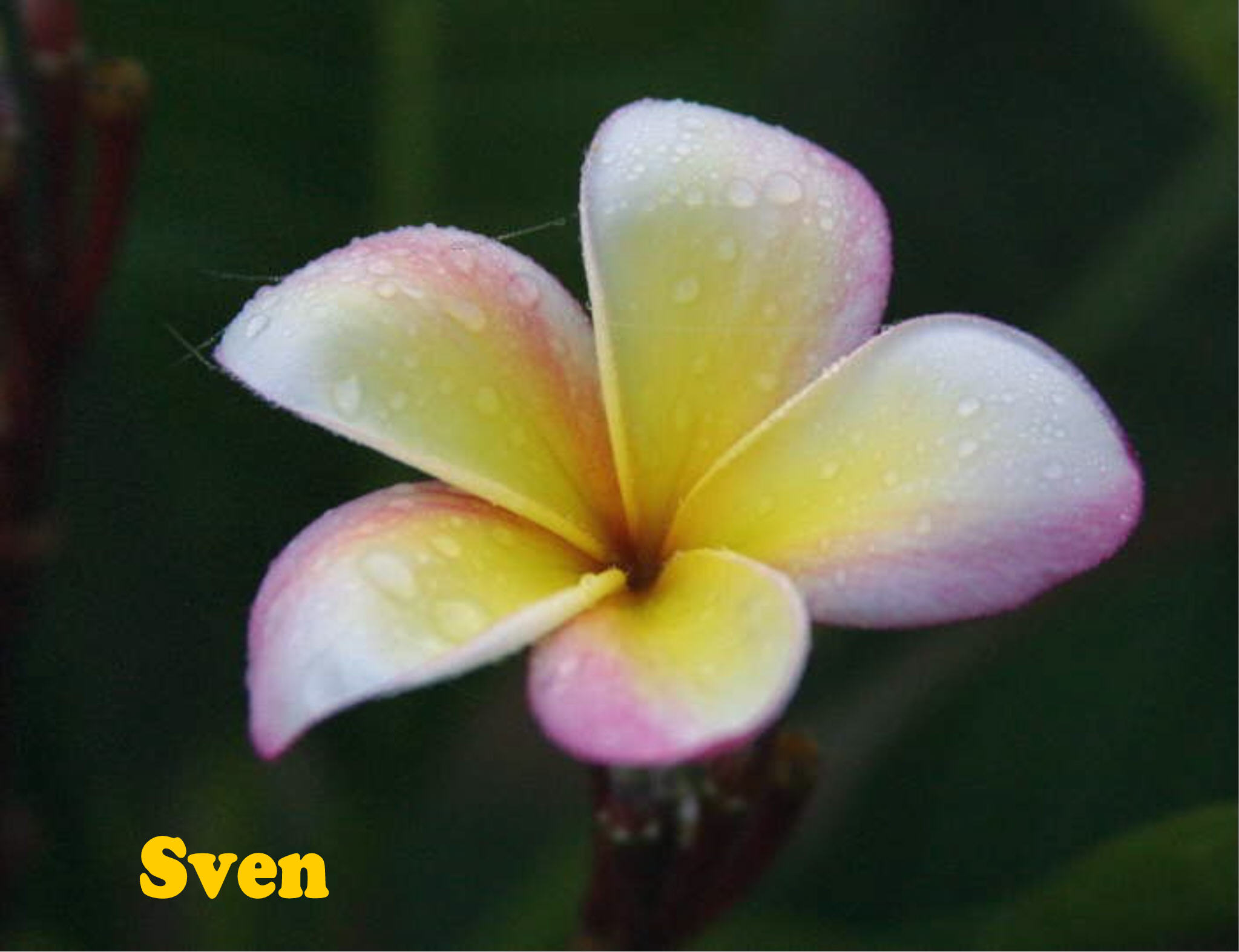Sven plumeria photo