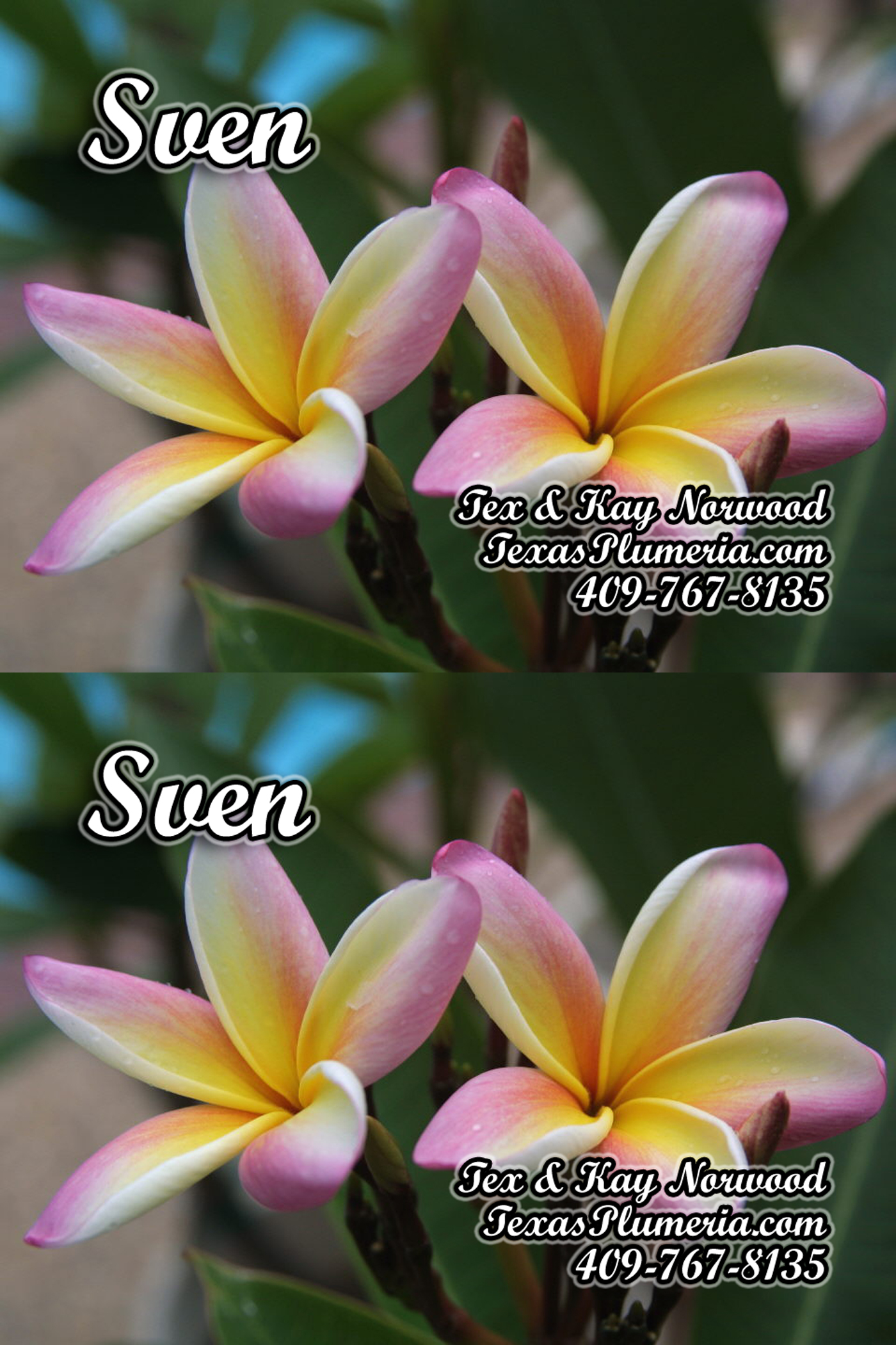Sven plumeria photo