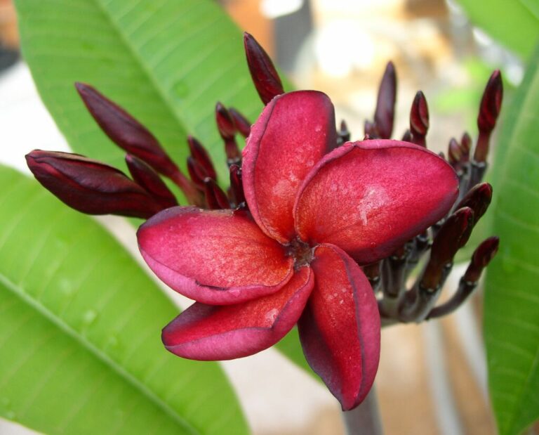 Sweet Lyndi plumeria photo