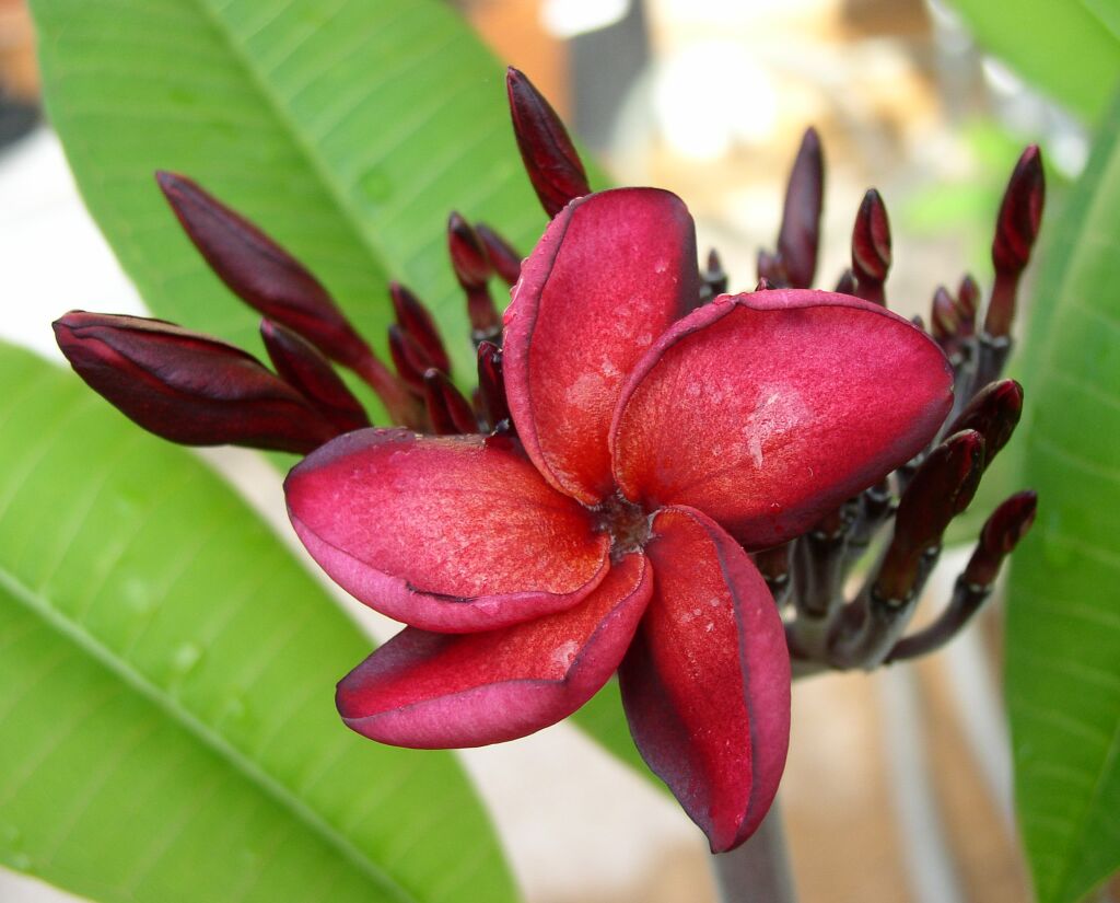 Sweet Lyndi plumeria photo