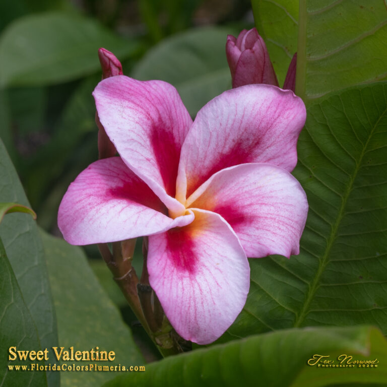 Sweet Valentine plumeria photo
