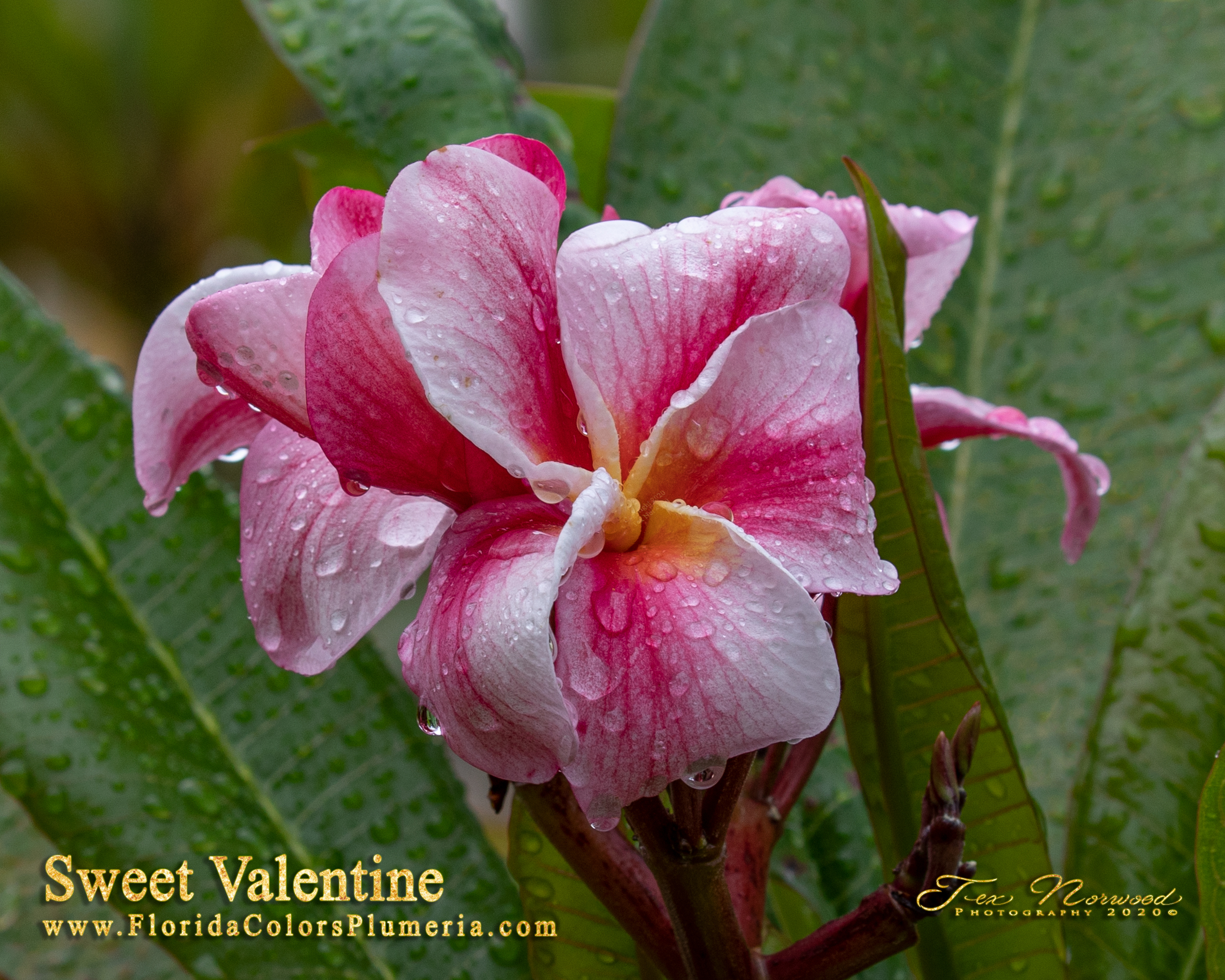 Sweet Valentine plumeria photo
