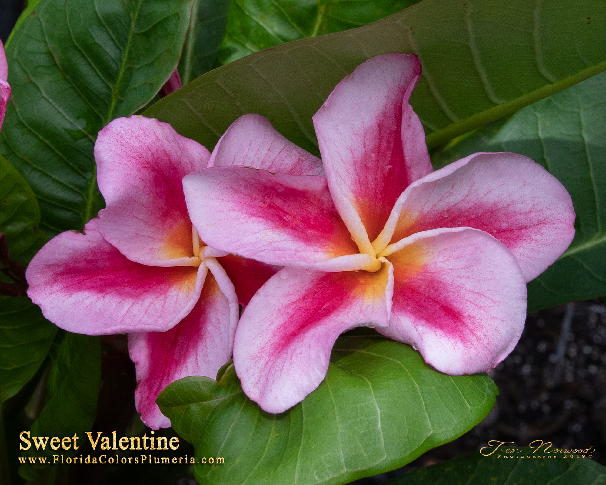 Sweet Valentine plumeria photo