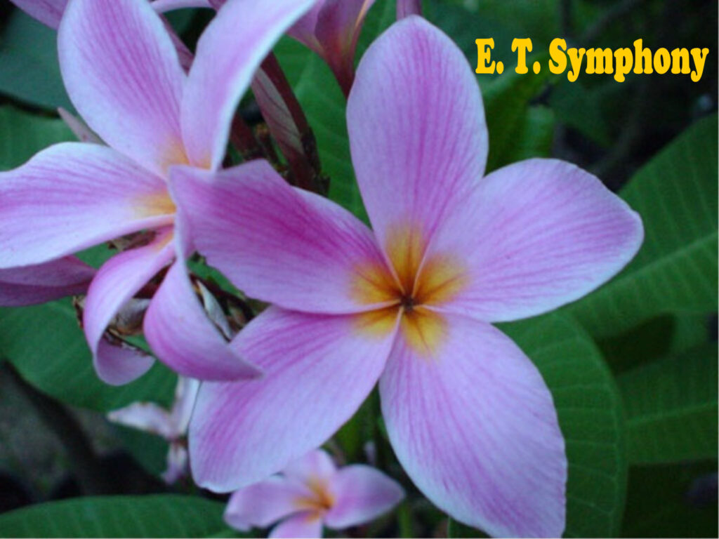 Symphony plumeria photo