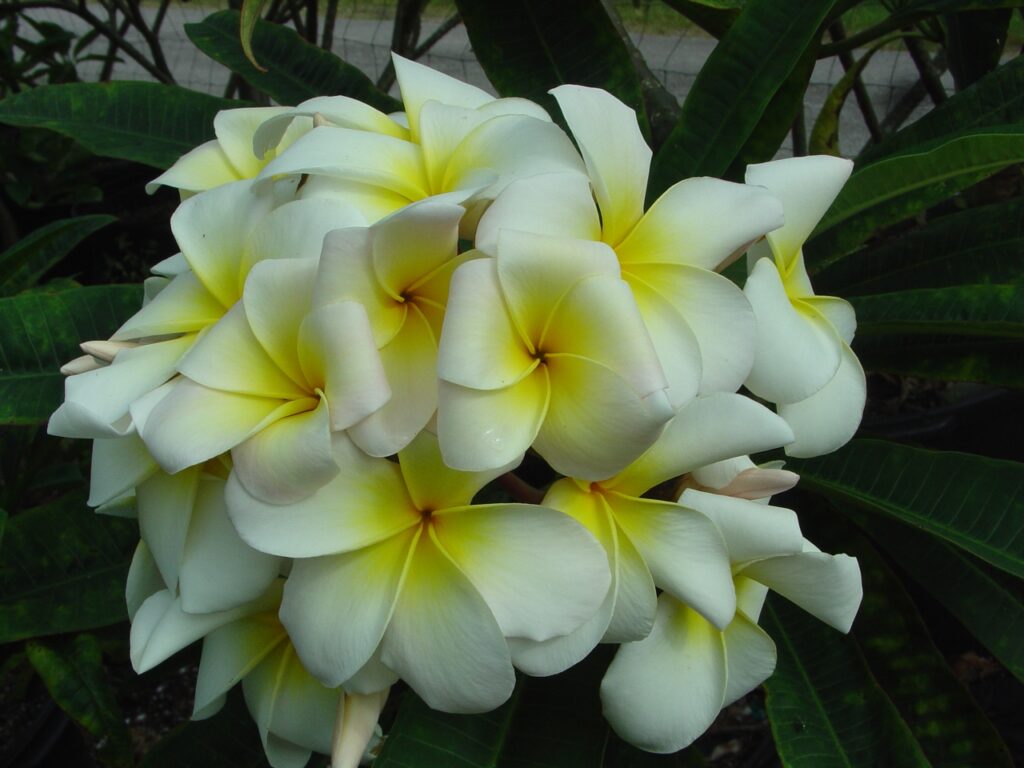 Tex Huestis plumeria photo