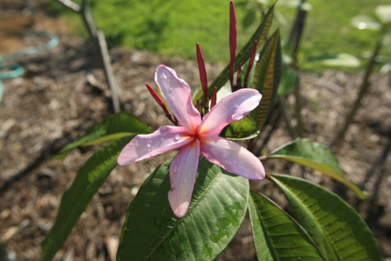 Big Pink plumeria photo