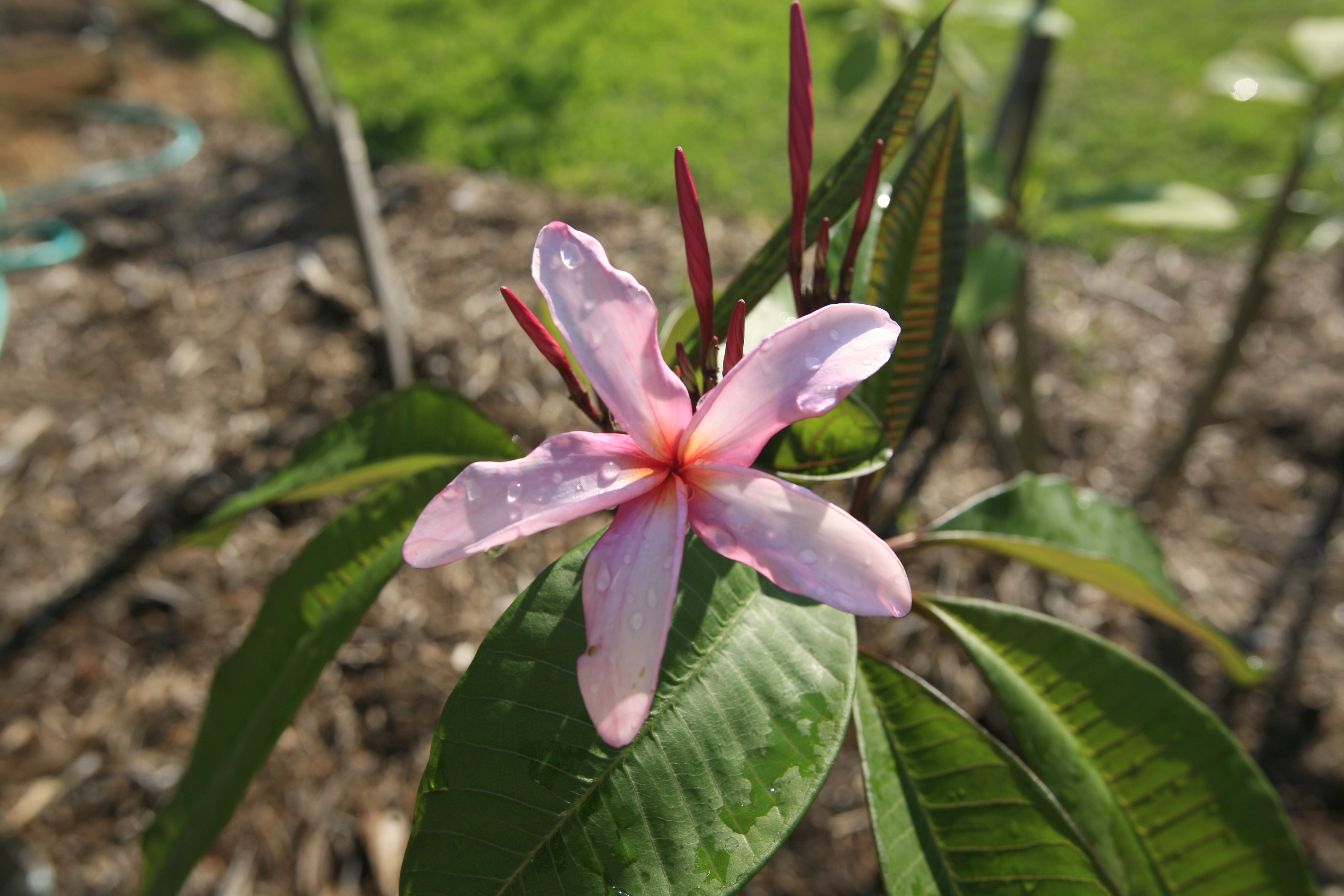 Big Pink plumeria photo