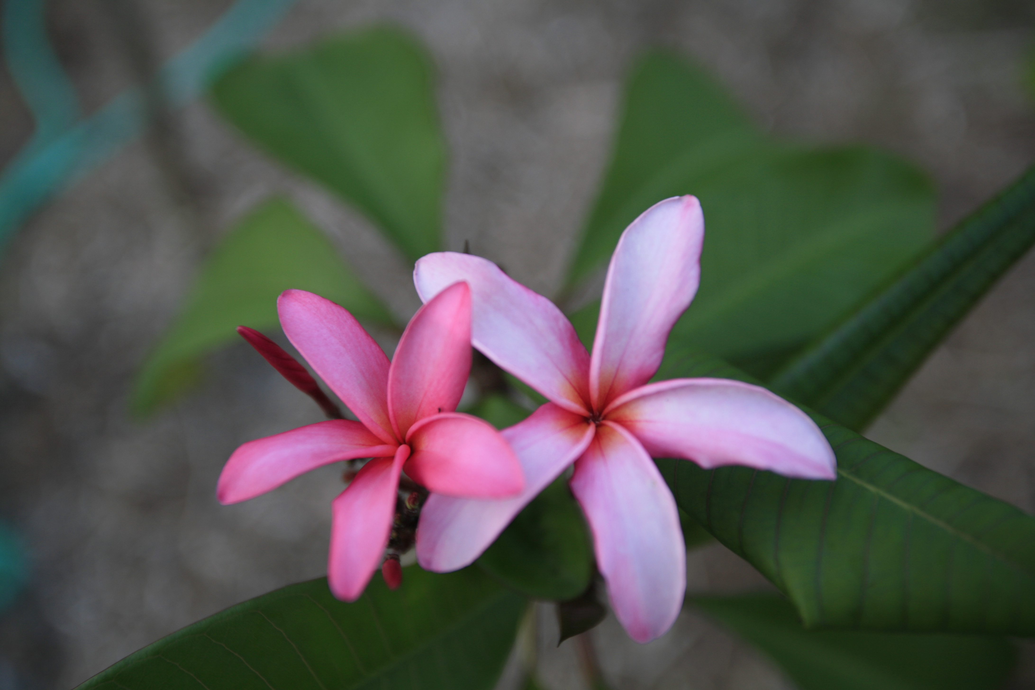 Big Pink plumeria photo