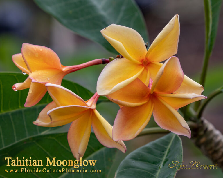 Tahitian Moonglow plumeria photo