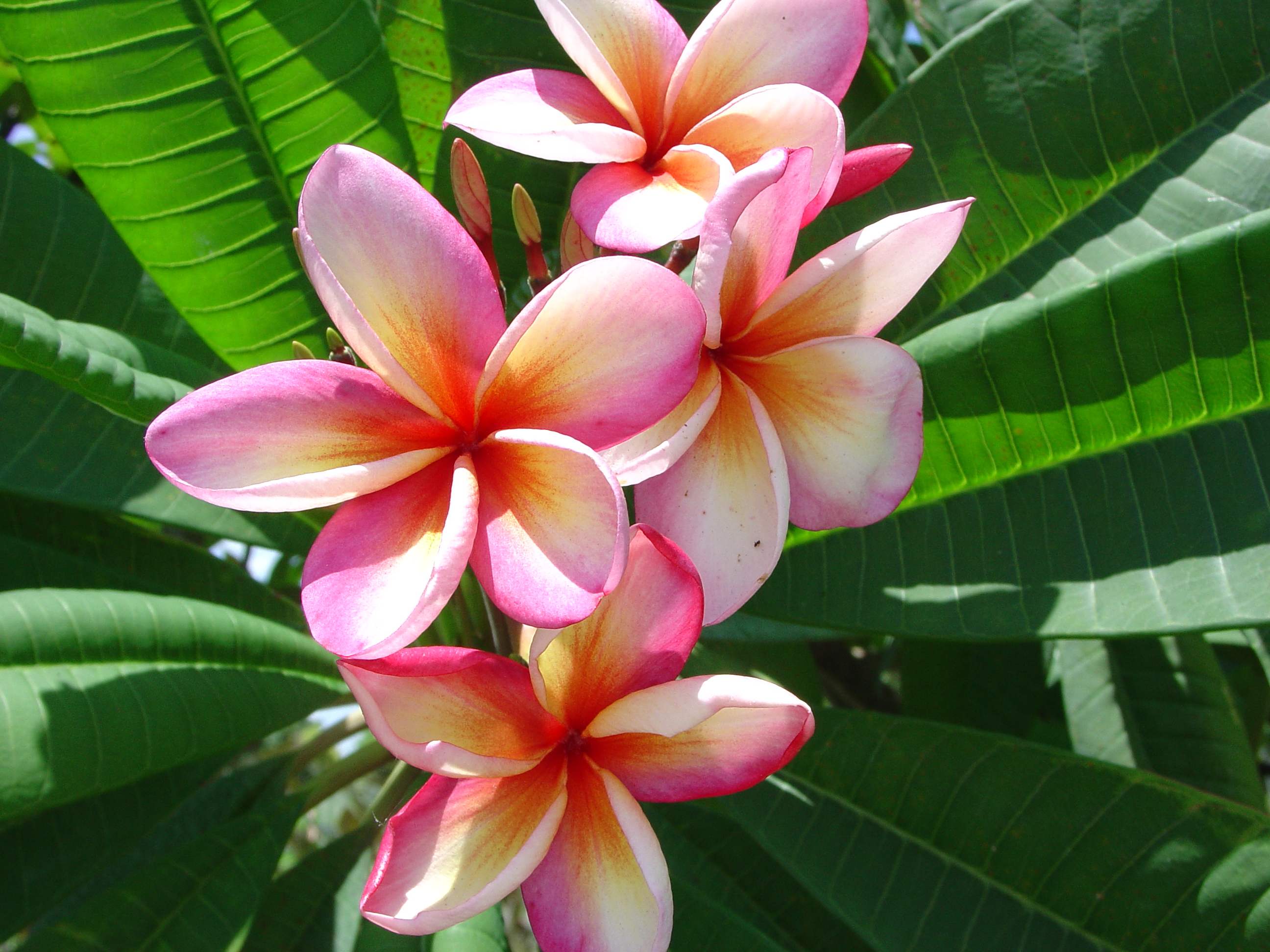 Tahitian Sunset plumeria photo